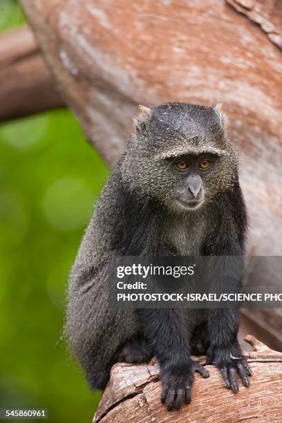 Cercopithecus Rabacus 119 Mitis Stock Photos, High-Res Pictures, and Images - Getty Images