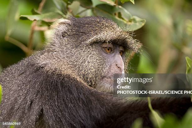 Cercopithecus Rabacus 109 Mitis Stock Photos, High-Res Pictures, and Images - Getty Images