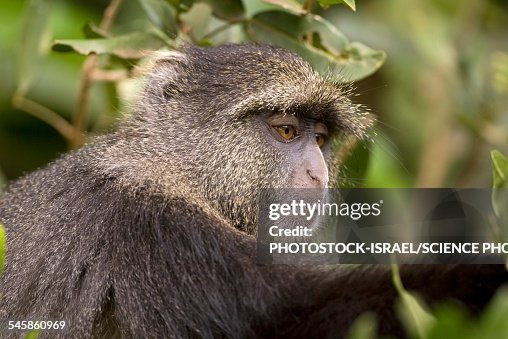 Blue monkey Cercopithecus mitis Blue monkey Cercopithecus mitis