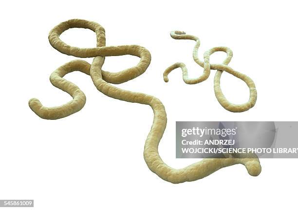 ebola virus, artwork - ebola stock illustrations