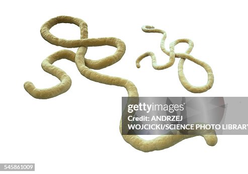 Ebola virus, artwork Ebola virus, artwork