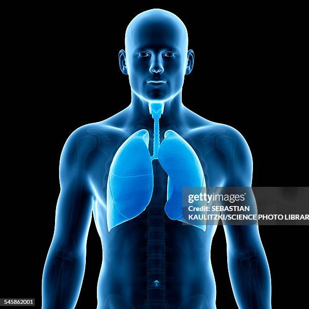 human lungs, illustration - menschliche lunge stock-grafiken, -clipart, -cartoons und -symbole