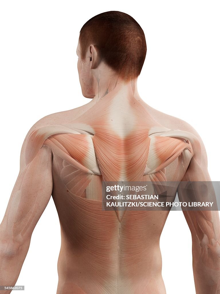 Small Back Muscles Example Human Back Muscles Illustration High-Res Vector Graphic - Getty Images