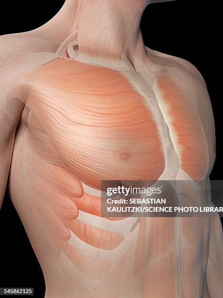 Pectoralis major muscle, illustration - Stock Image - F026/9319