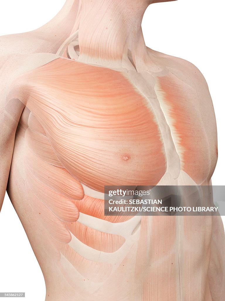 Human chest muscles, illustration