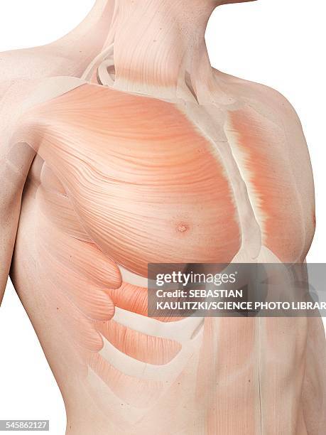 human chest muscles, illustration - pectoralis stock illustrations