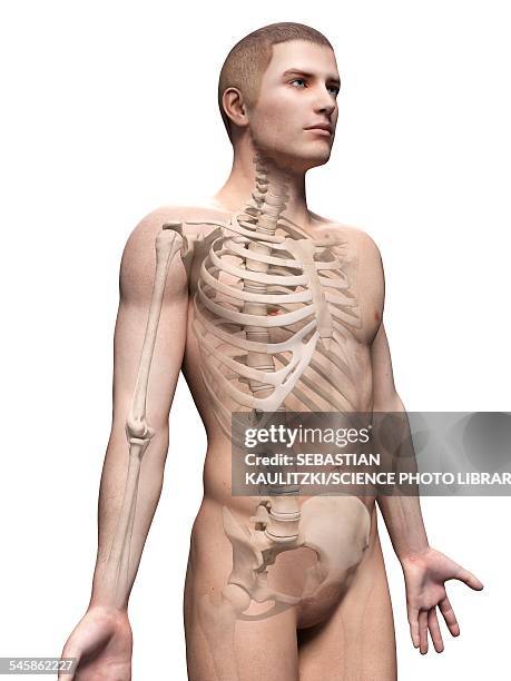 male skeletal system, illustration - rib cage stock illustrations