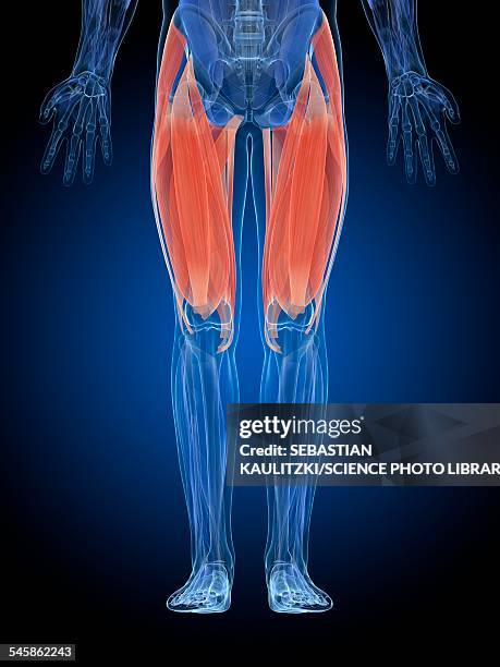 ilustrações de stock, clip art, desenhos animados e ícones de human thigh muscles, illustration - thigh human leg