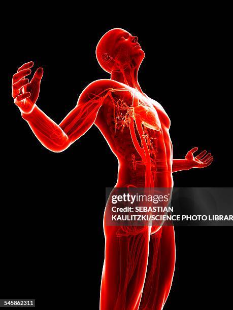 ilustraciones, imágenes clip art, dibujos animados e iconos de stock de human vascular system, illustration - head back