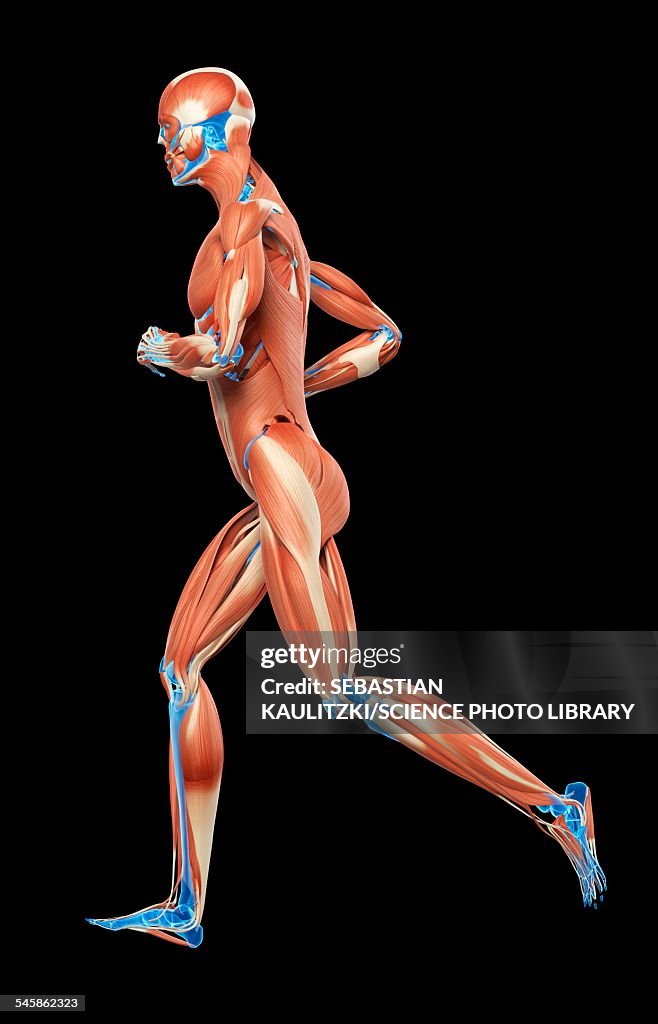 Muscular system of jogger, illustration