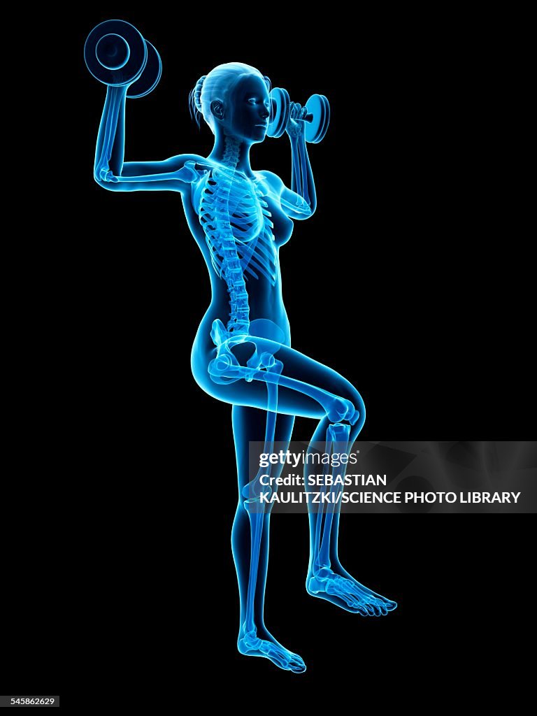 Skeleton of weight lifter, illustration