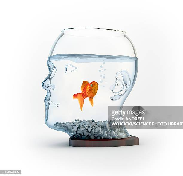 goldfish in a bowl, illustration - fishbowl stock-grafiken, -clipart, -cartoons und -symbole