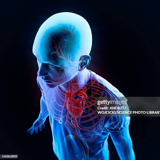 human vascular system, illustration - blood flow stock illustrations