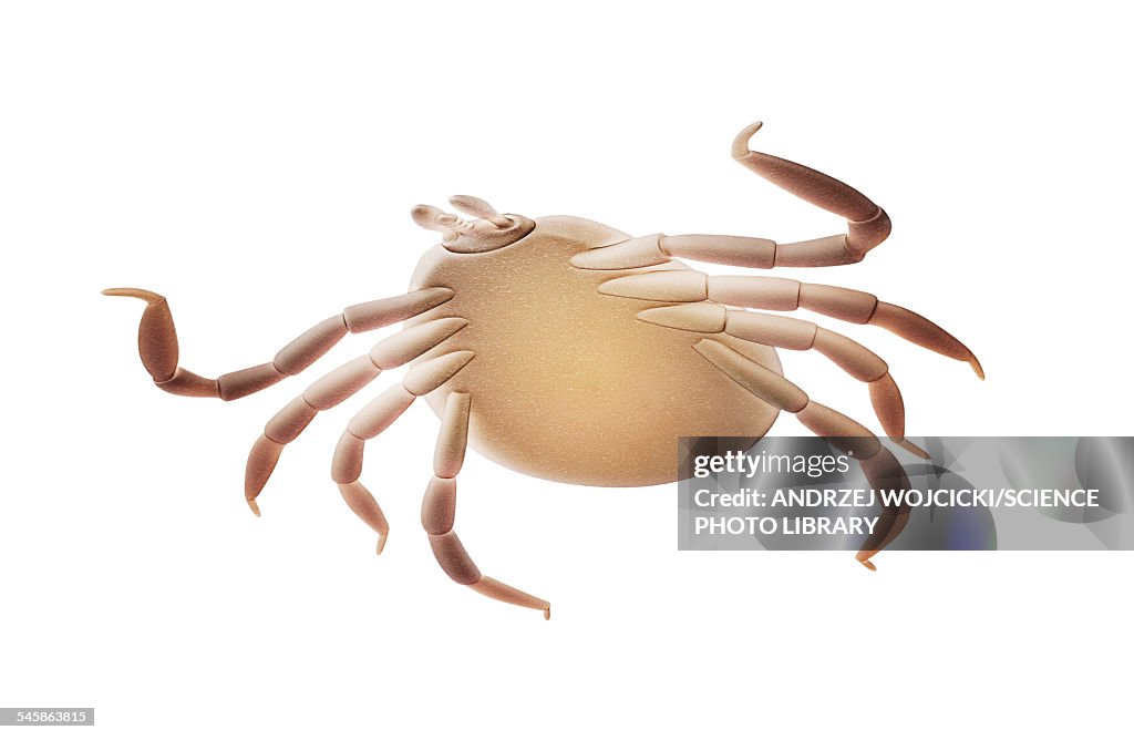 Deer tick, illustration