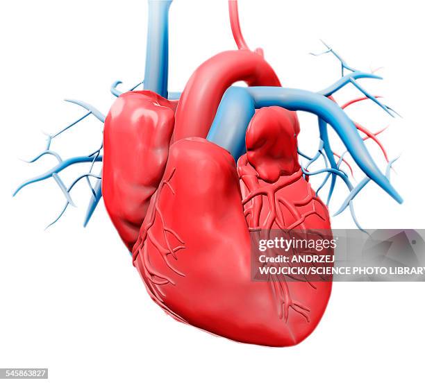 High Resolution Heart Anatomical Heart White Background High Res Illustrations - Getty Images