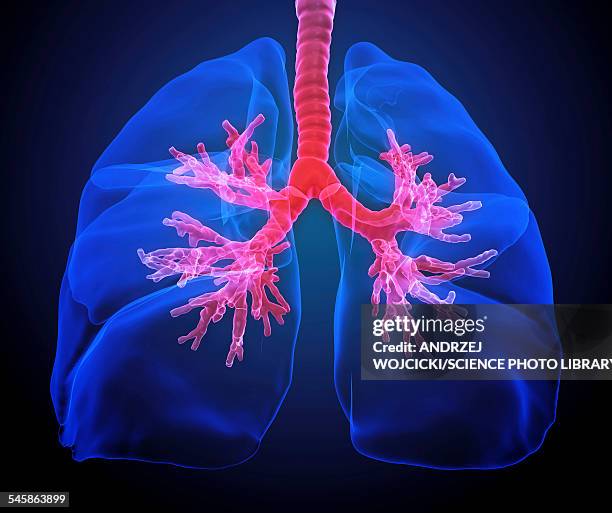 human lungs, illustration - bronchialbaum stock-grafiken, -clipart, -cartoons und -symbole