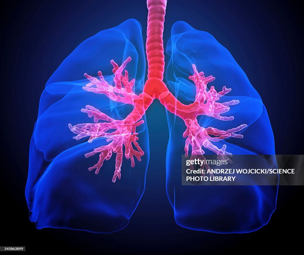Human lungs, illustration