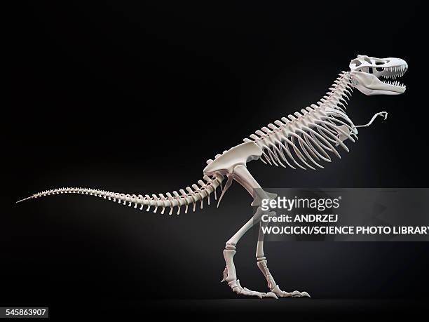 illustrazioni stock, clip art, cartoni animati e icone di tendenza di tyrannosaurus rex skeleton, illustration - scheletro