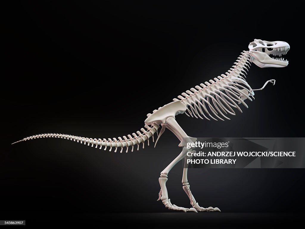 Tyrannosaurus rex skeleton, illustration