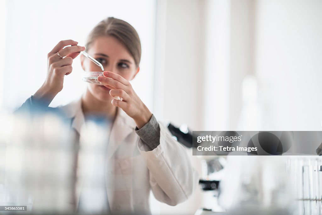 USA, New Jersey, Female lab technician using pipette and petri dish