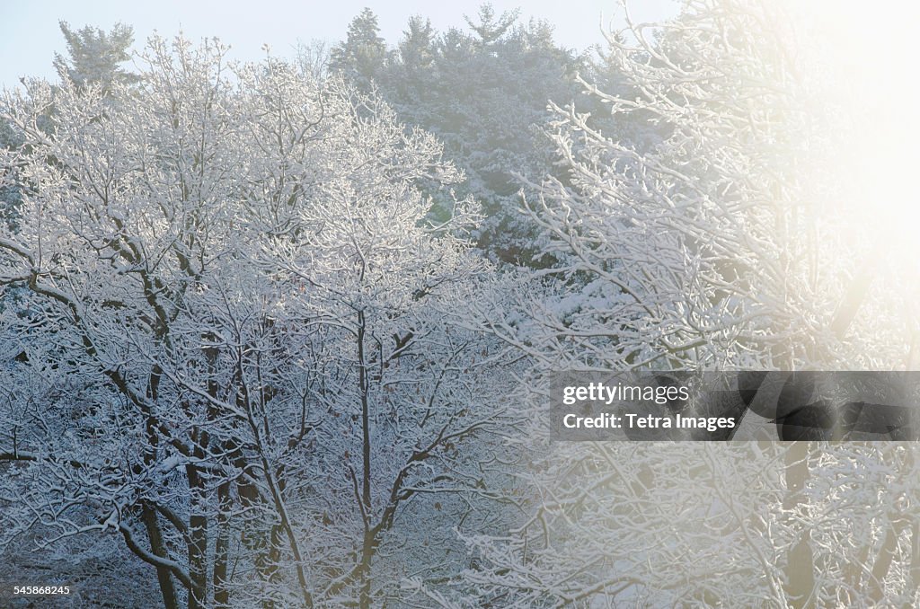 USA, New York State, Hudson Valley, New Paltz, Forest in winter