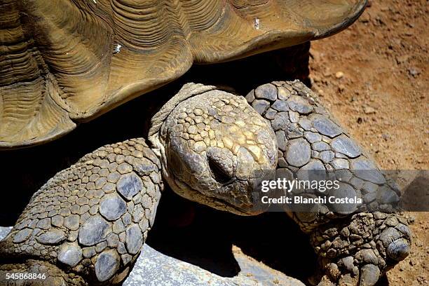 turtle sunbathing - slow motion face stock pictures, royalty-free photos & images