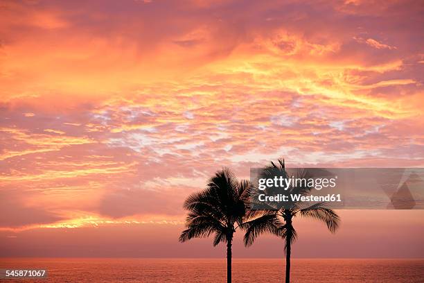 usa, hawaii, big island, kohala coast, silhouettes of two palms at sunset - kitsch stock-fotos und bilder