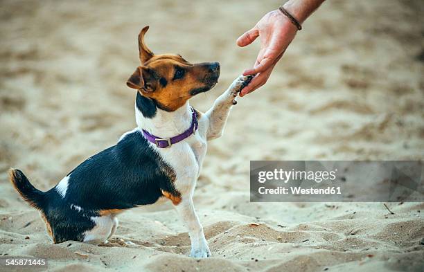 jack russell terrier giving the leg - human hand pet paw stock pictures, royalty-free photos & images