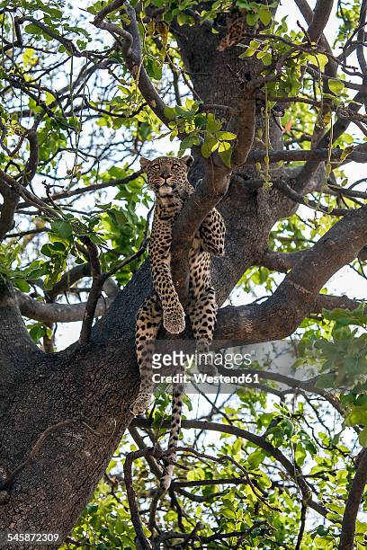 botswana, okavango delta, leopard in tree - botswana bildbanksfoton och bilder