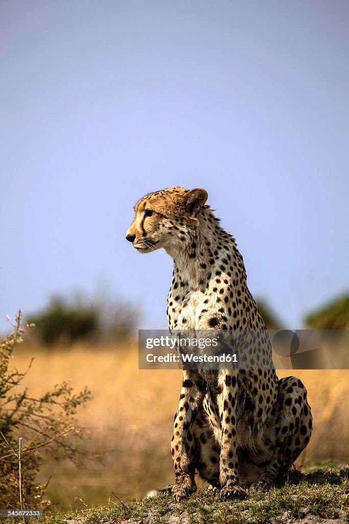 Botswana, Okavango Delta, cheetah