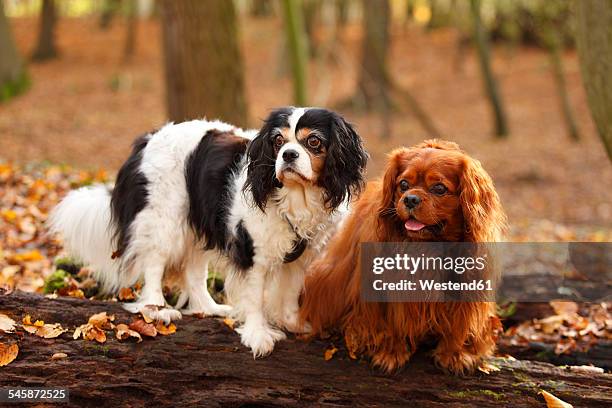 two cavalier king charles spaniels sitting on tree trunk in autumnal forest - cavalier king charles spaniel stock-fotos und bilder