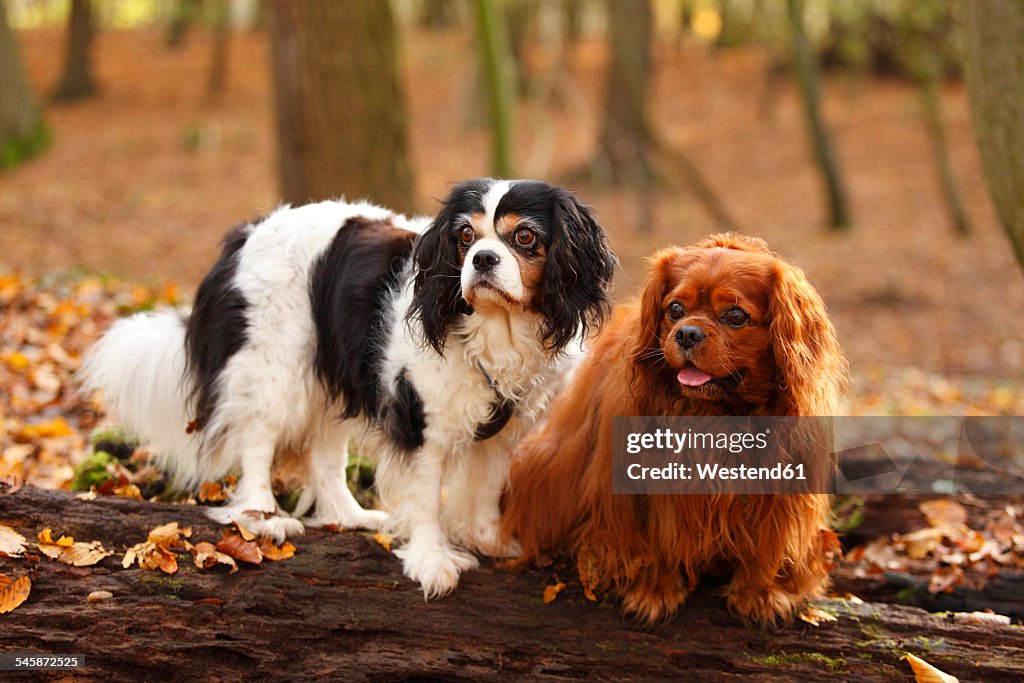 Two Cavalier King Charles Spaniels sitting on tree trunk in autumnal forest
