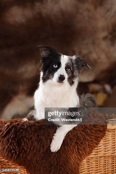 miniature australian shepherd on sheepskin sitting in a basket - australian shepherd eyes stock pictures, royalty-free photos & images