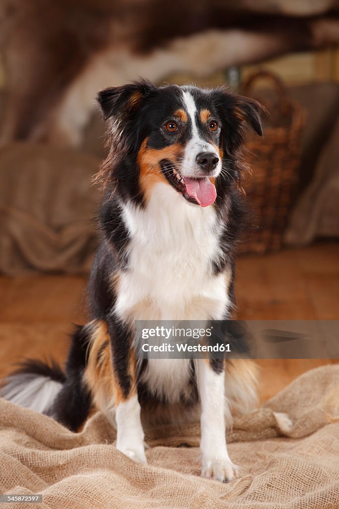 Portrait of Miniature Australian Shepherd sitting in a barn