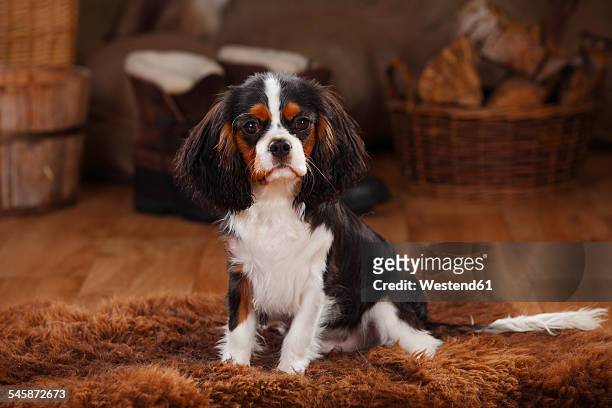cavalier king charles spaniel, puppy, tricolour, puppy - perro de aguas fotografías e imágenes de stock