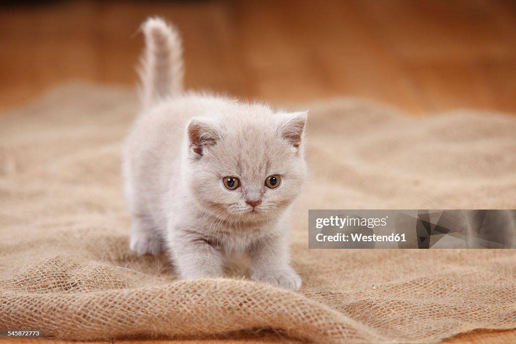 British Shorthair Cat, kitten, lilac, standing on jute