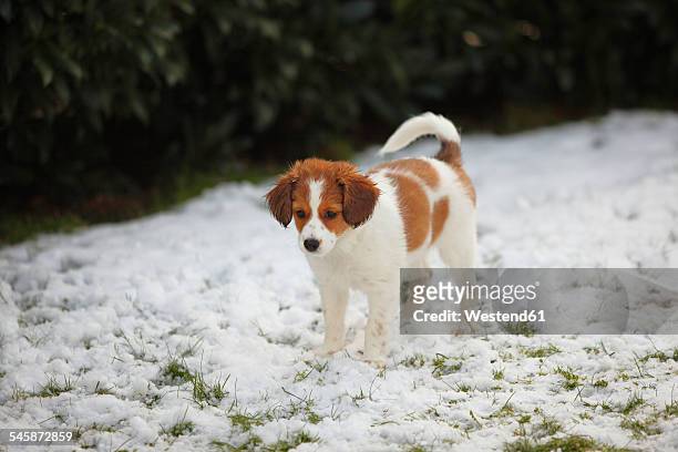 kooikerhondje puppy standing on snow- covered meadow - man standing in the snow stock-fotos und bilder