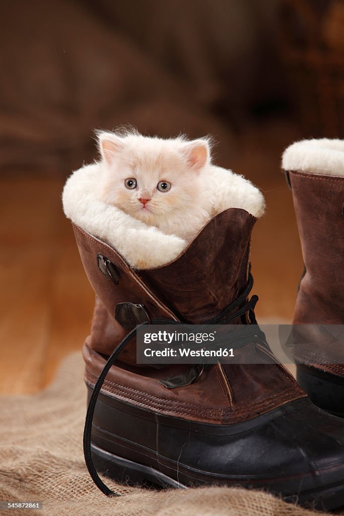 British Longhair Cat, kitten, cream, 7 weeks, in boot