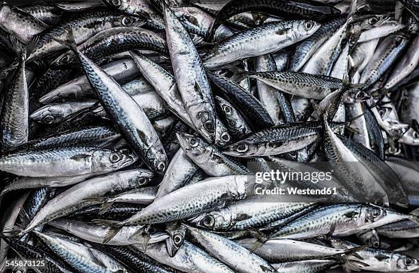 portugal, sagres, mackerel fish - makreel stock-fotos und bilder