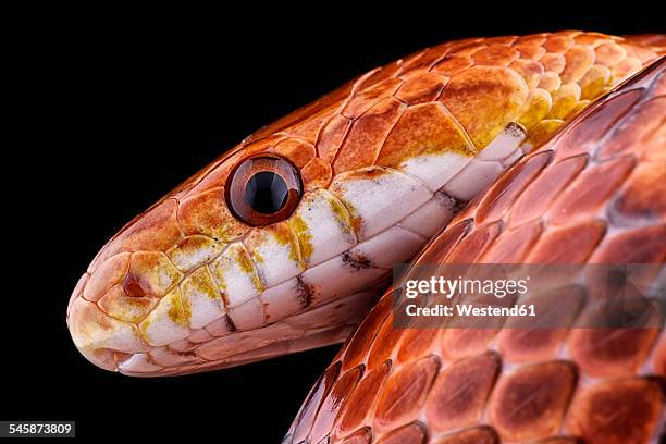 portrait of corn snake, pantherophis guttatus, in front of black background - corn snake stockfoto's en -beelden