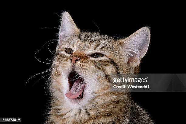 tabby cat in front of black background - cat sticking tongue out stock pictures, royalty-free photos & images