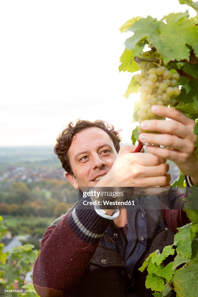 Germany, Bavaria, Volkach, winegrower cutting grapes