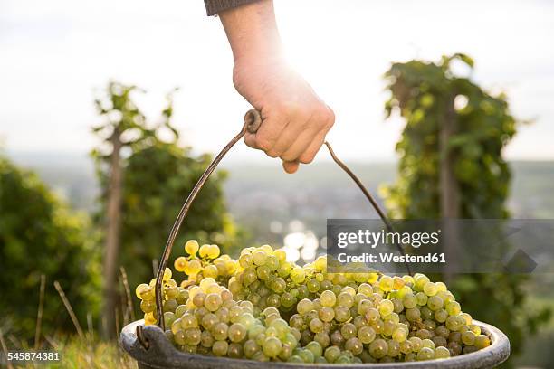 germany, bavaria, volkach, man carrying bucket with harvested grapes - volkach stock pictures, royalty-free photos & images