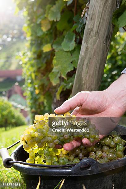 germany, bavaria, volkach, hand in bucket with harvested grapes - volkach stock pictures, royalty-free photos & images