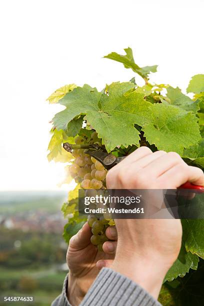 germany, bavaria, volkach, winegrower cutting grapes - volkach stock pictures, royalty-free photos & images