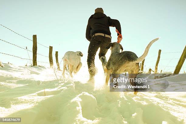 germany, bergisches land, man running with dogs in winter landscape - active dog stock-fotos und bilder