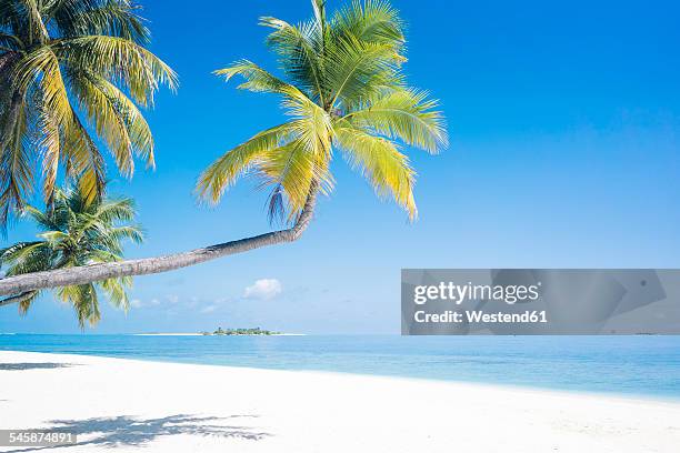 maldives, ari atoll, view to palms and white sandy beach - white sand stock pictures, royalty-free photos & images