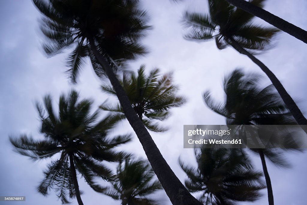 Maldives, Ari Atoll, view to palm trees in storm