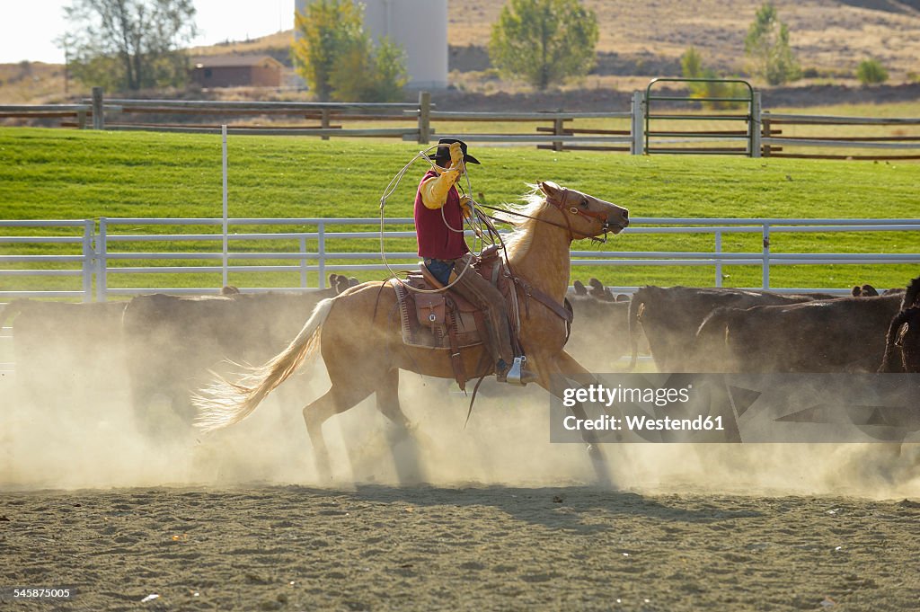 USA, Wyoming, Cowboy herding cattle