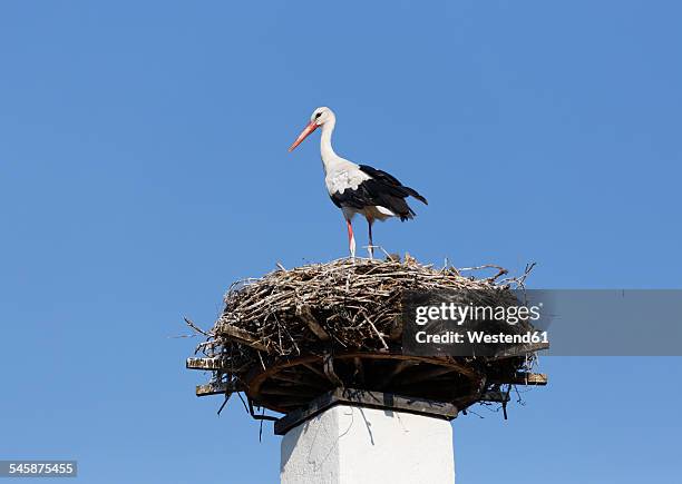 austria, burgenland, apetlon, white stork, ciconia ciconia, standing on nest - stork stockfoto's en -beelden